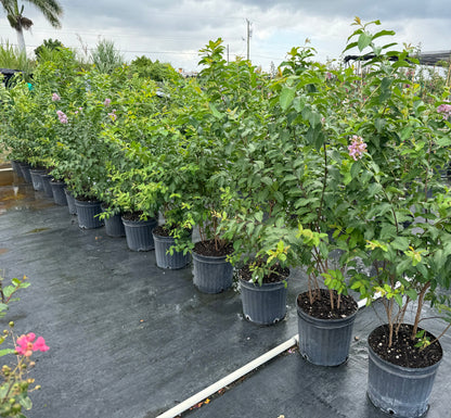 Crape Myrtle Muskogee Tree Purple