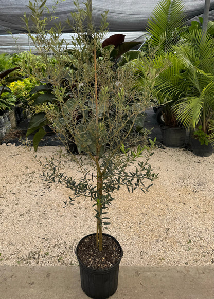 Arbequina Olive Tree Olea Europaea
