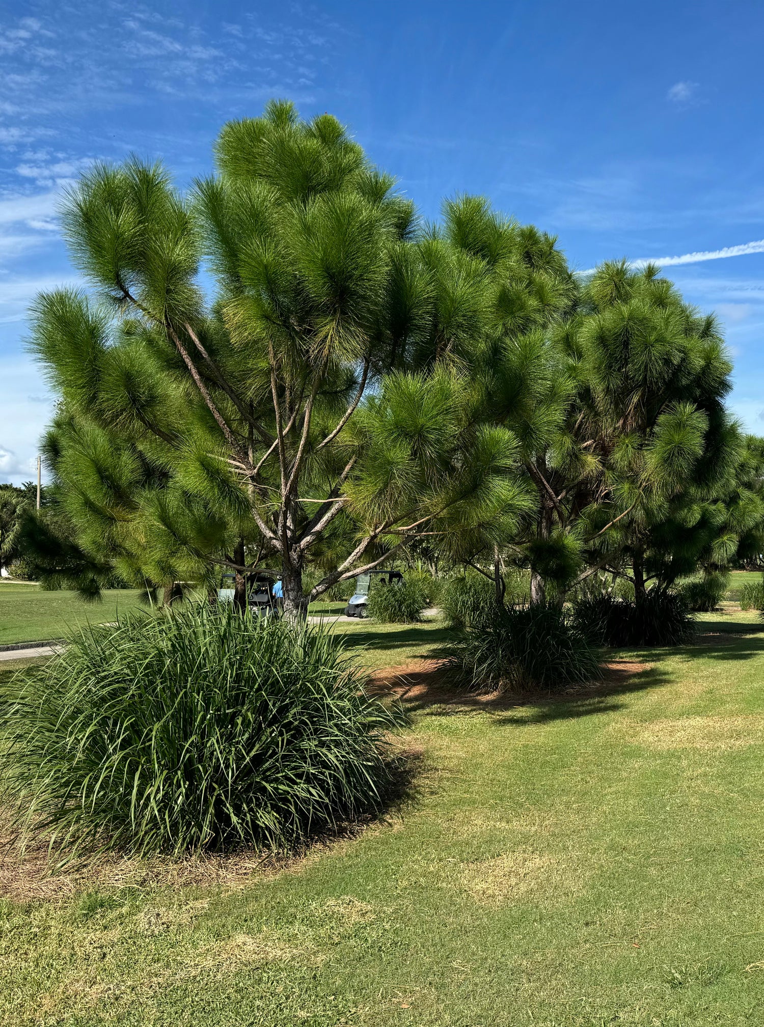 South Florida Slash Pine, Pinus Elliottii Densa