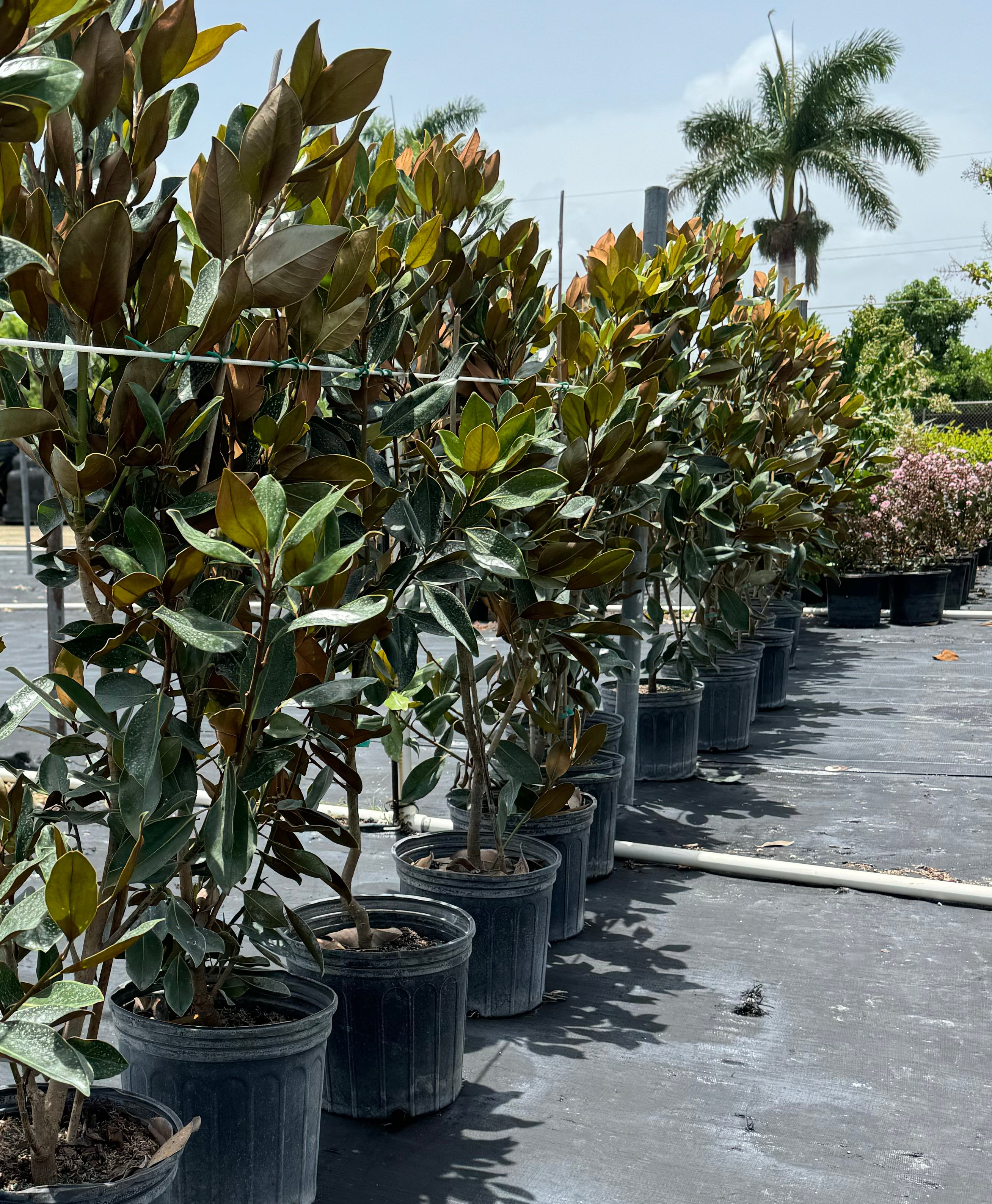 Magnolia Grandiflora Southern &