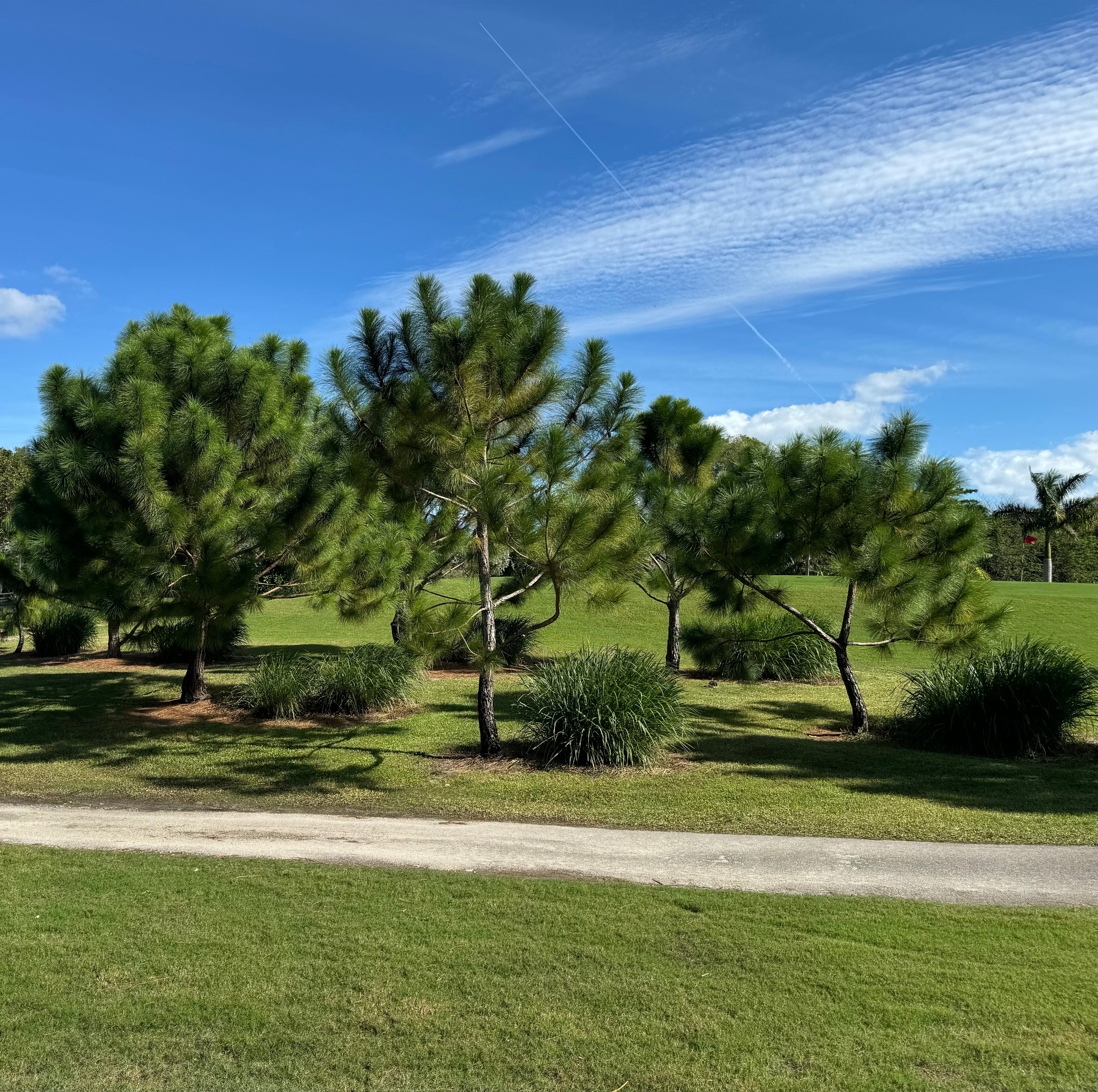 South Florida Slash Pine, Pinus Elliottii Densa