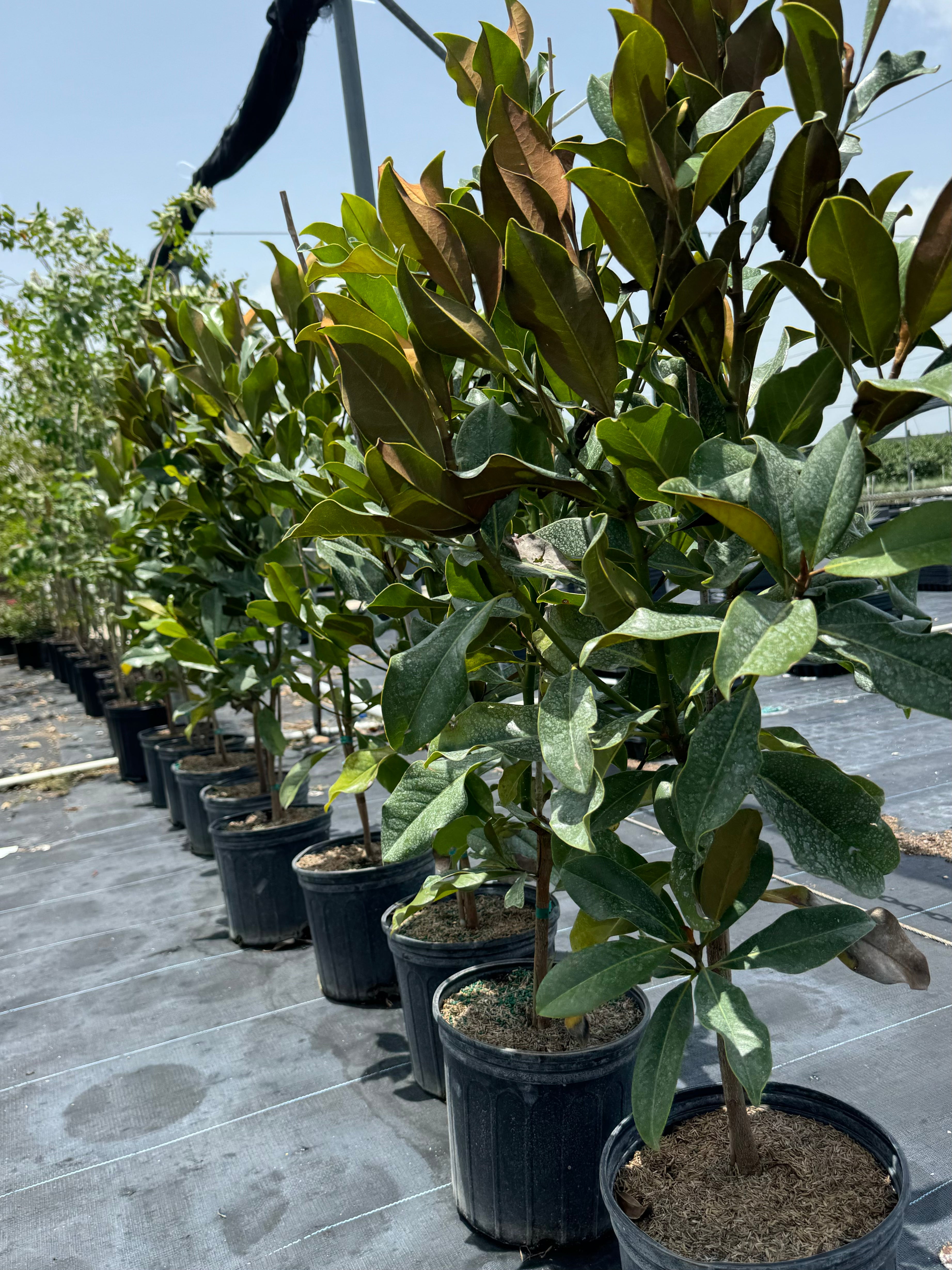 Magnolia Grandiflora Little Gem Flowering Tree