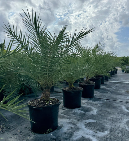 Sylvester Date Palm, Phoenix Sylvestris Robusta