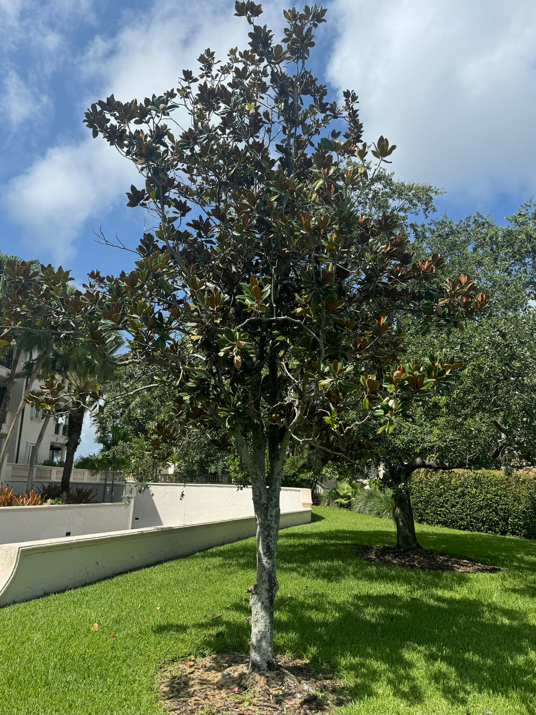 Satin Leaf Fruit Tree, Chrysophyllum Cainito