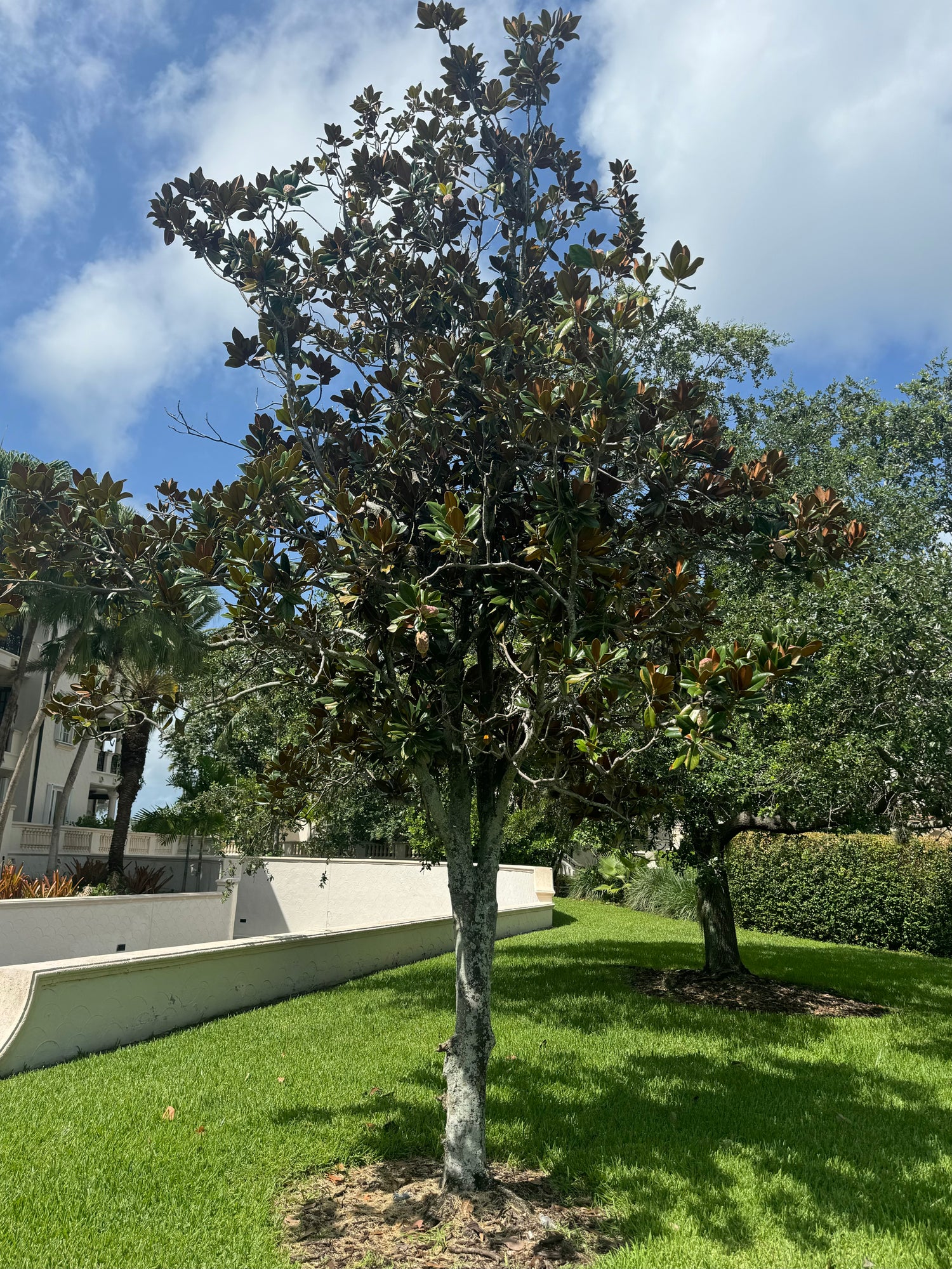 Magnolia Grandiflora Southern &