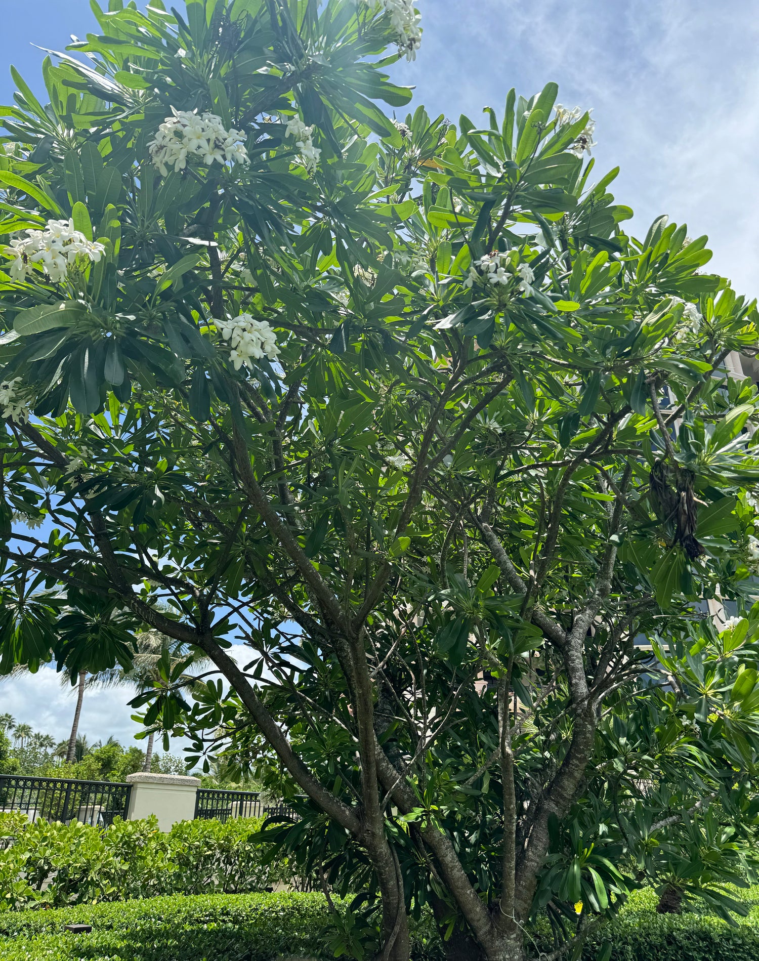 Plumeria Frangipani Obtusa White Orchid Flowering Tree