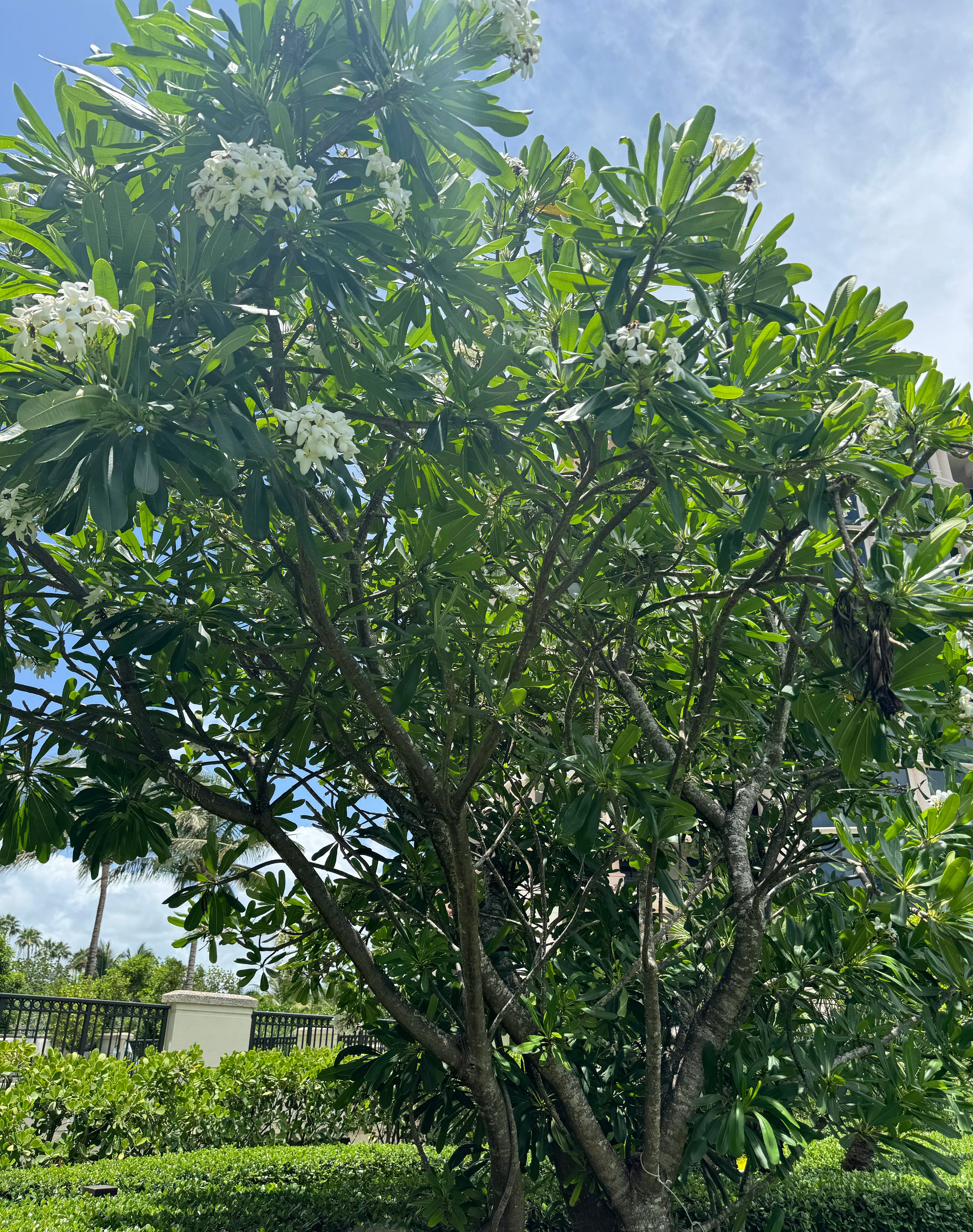 Plumeria Frangipani Obtusa White Orchid Flowering Tree