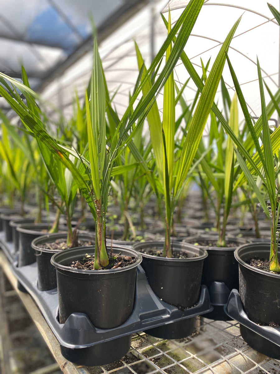 Pindo Palm, Jelly Palm, Cocos Australis