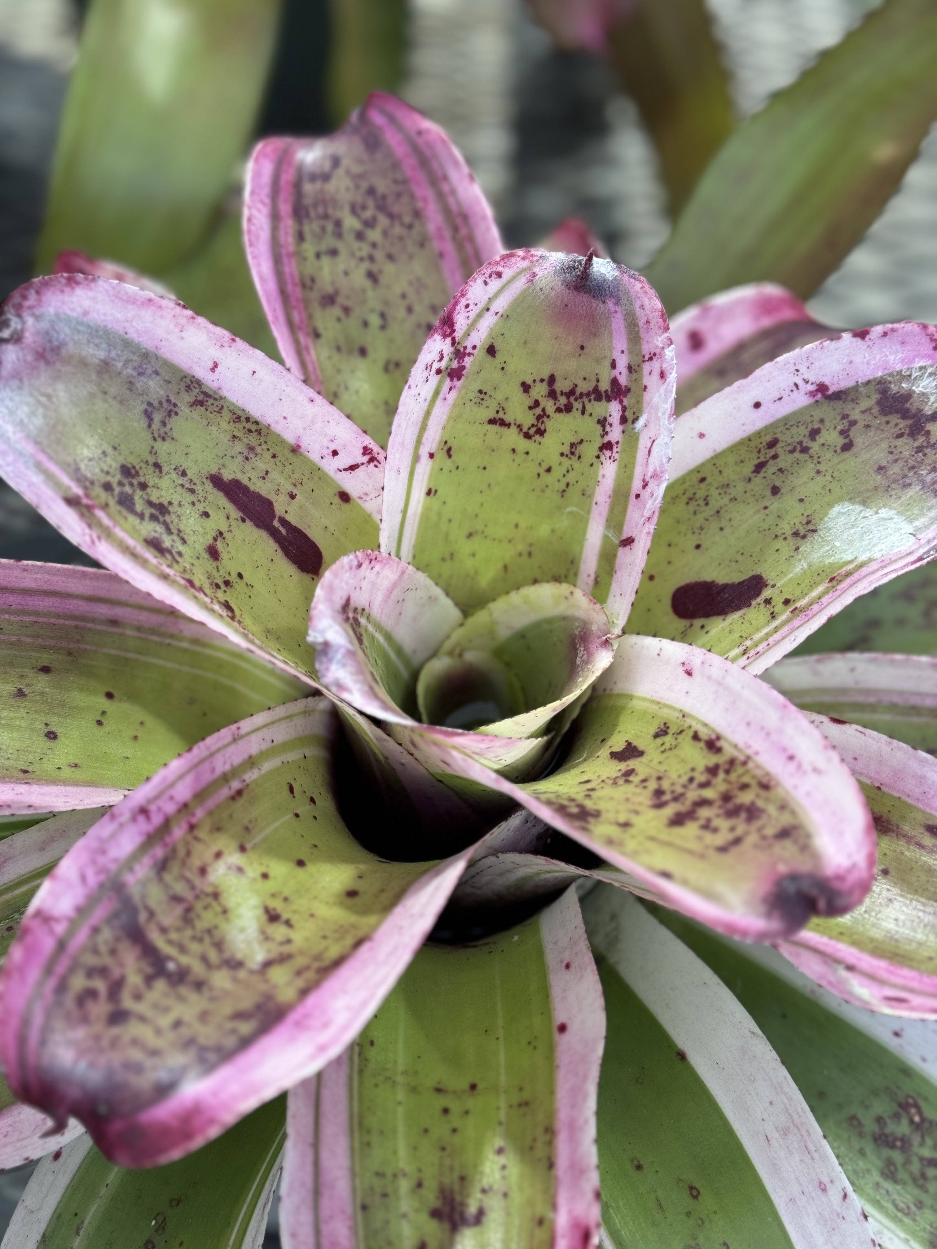 Bromeliad, Neoregelia El Morado