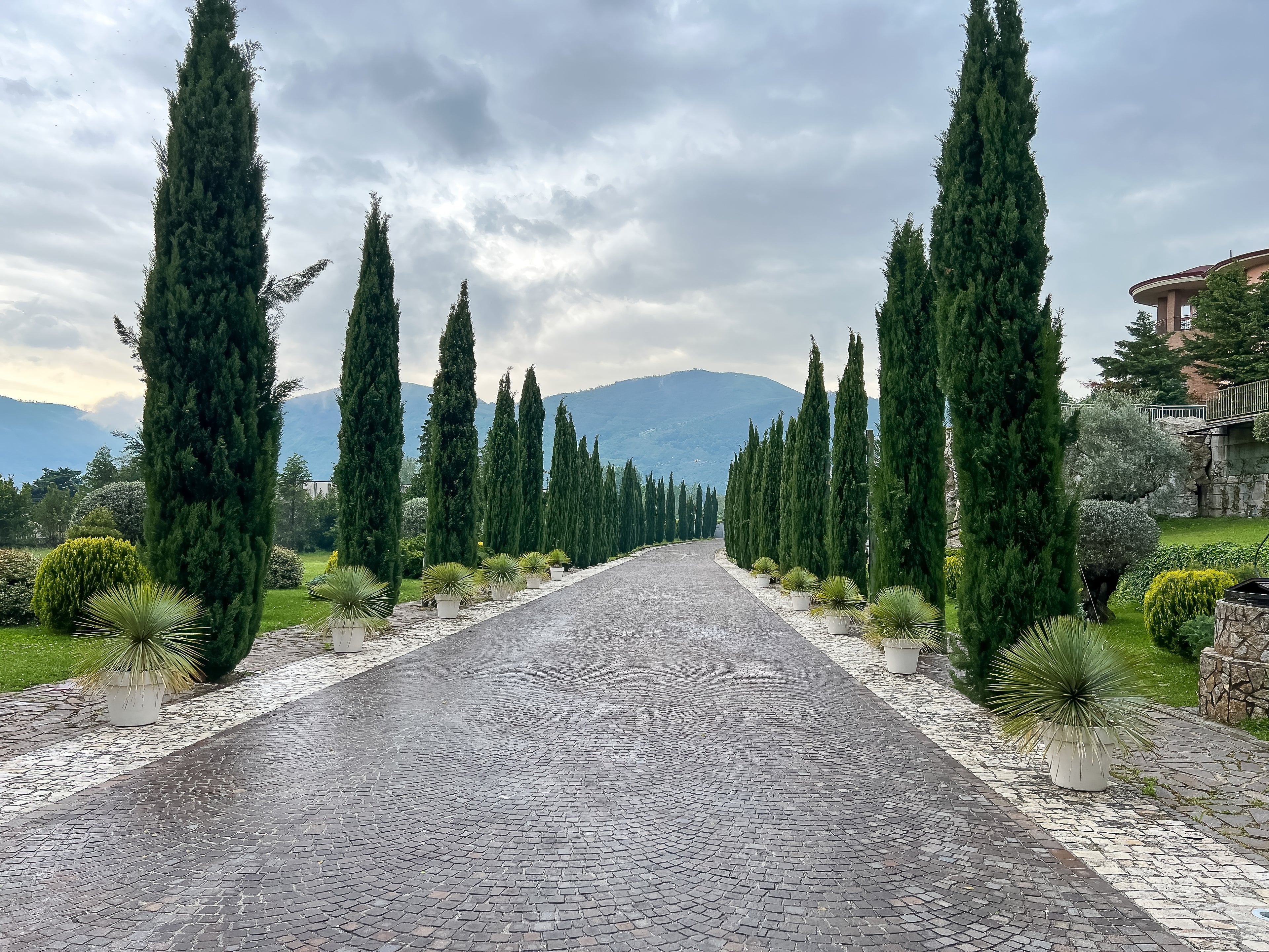 Italian Cypress, Mediterranean Cypress