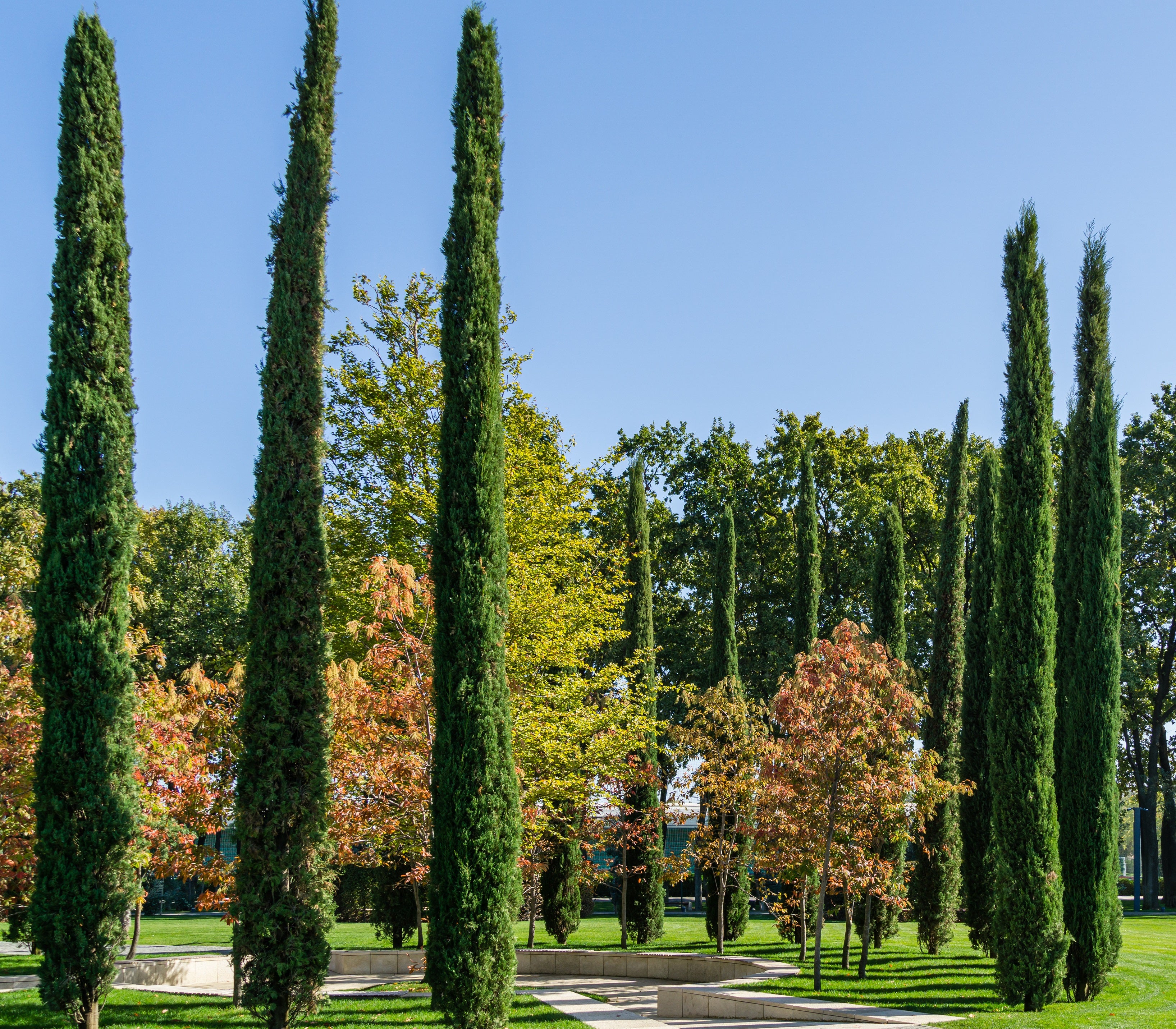 Italian Cypress, Mediterranean Cypress