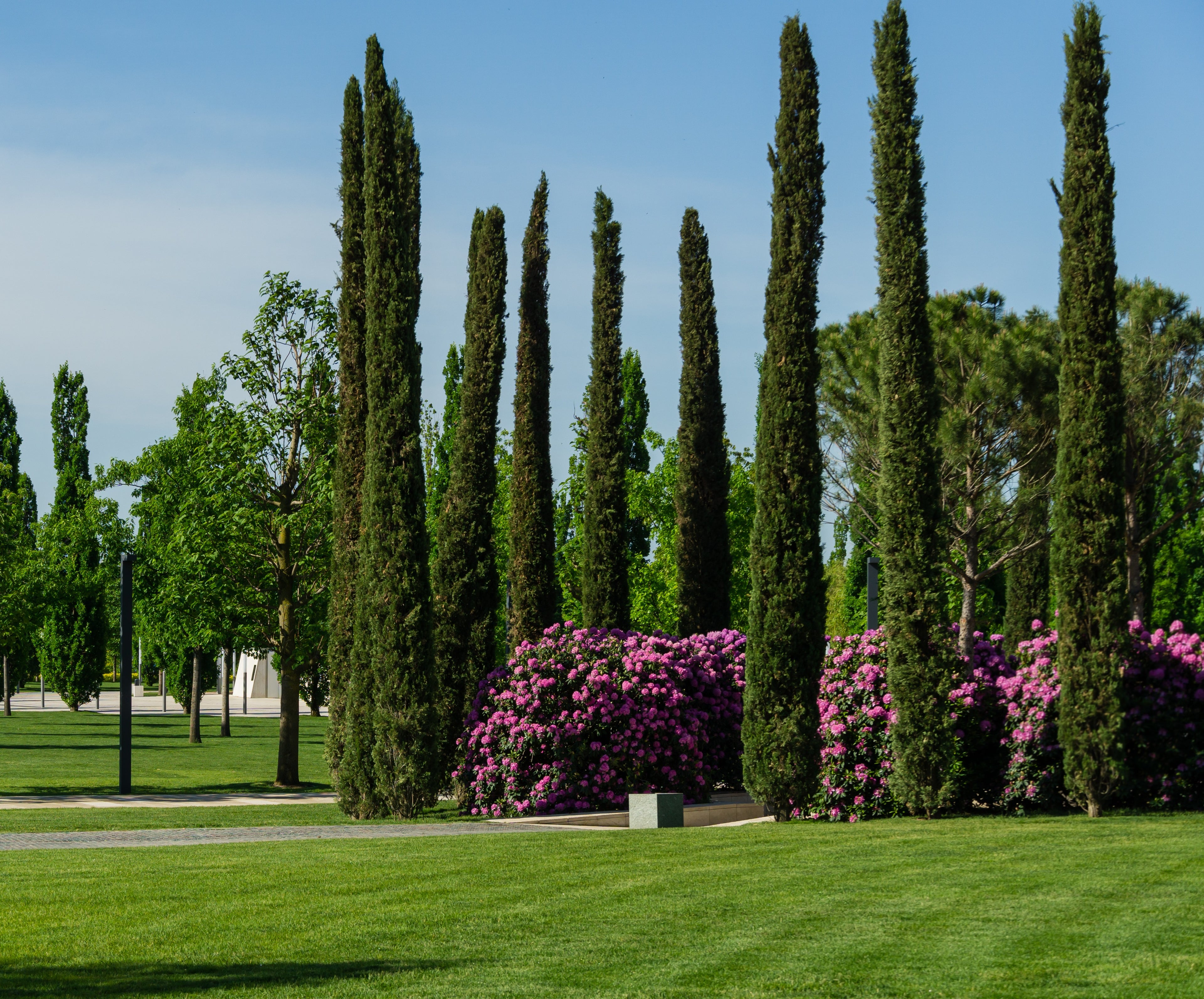 Italian Cypress, Mediterranean Cypress