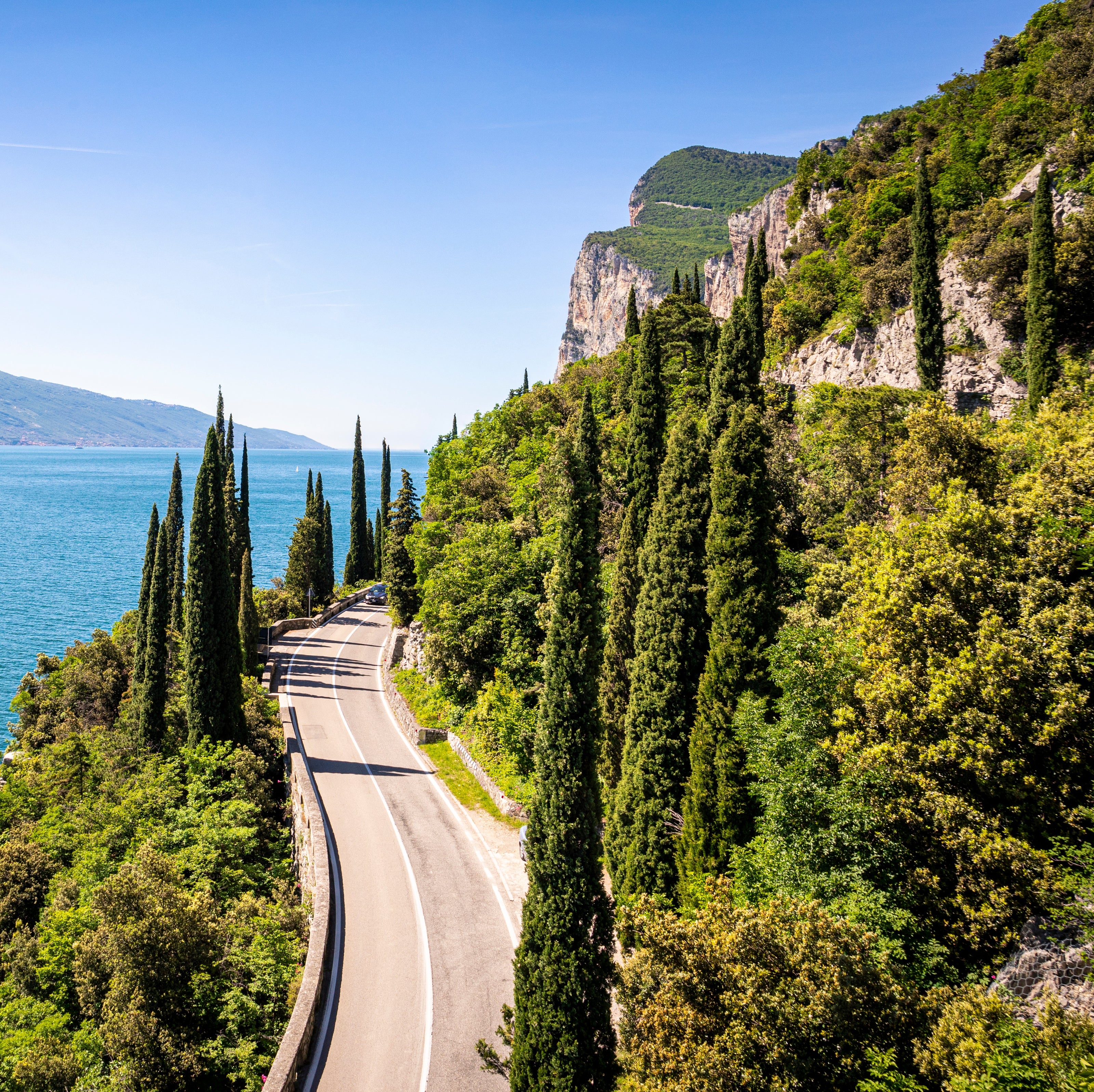 Large Italian Cypress, Mediterranean Cypress Planted in Roadway