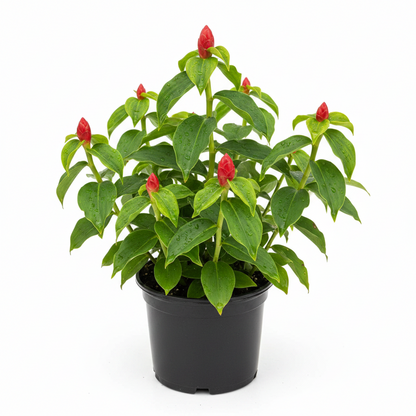Potted Red Button Ginger plant with bright red flowers A potted plant with bright green leaves and small red flower buds, shown in a black nursery pot on a white background.