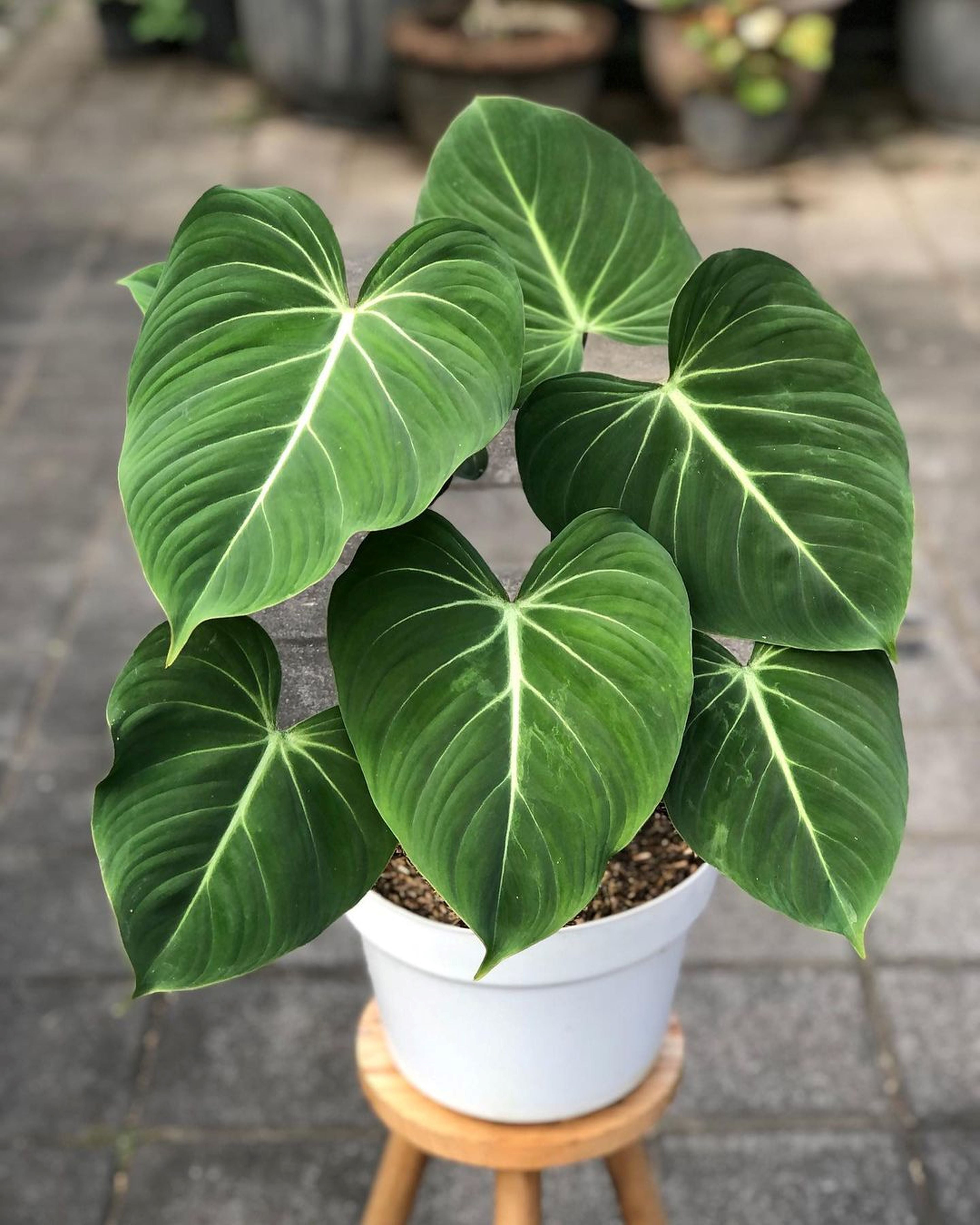 Philodendron Gloriosum 2 growth points velvet RARE Exotic outlet Plant aroid houseplant aroid