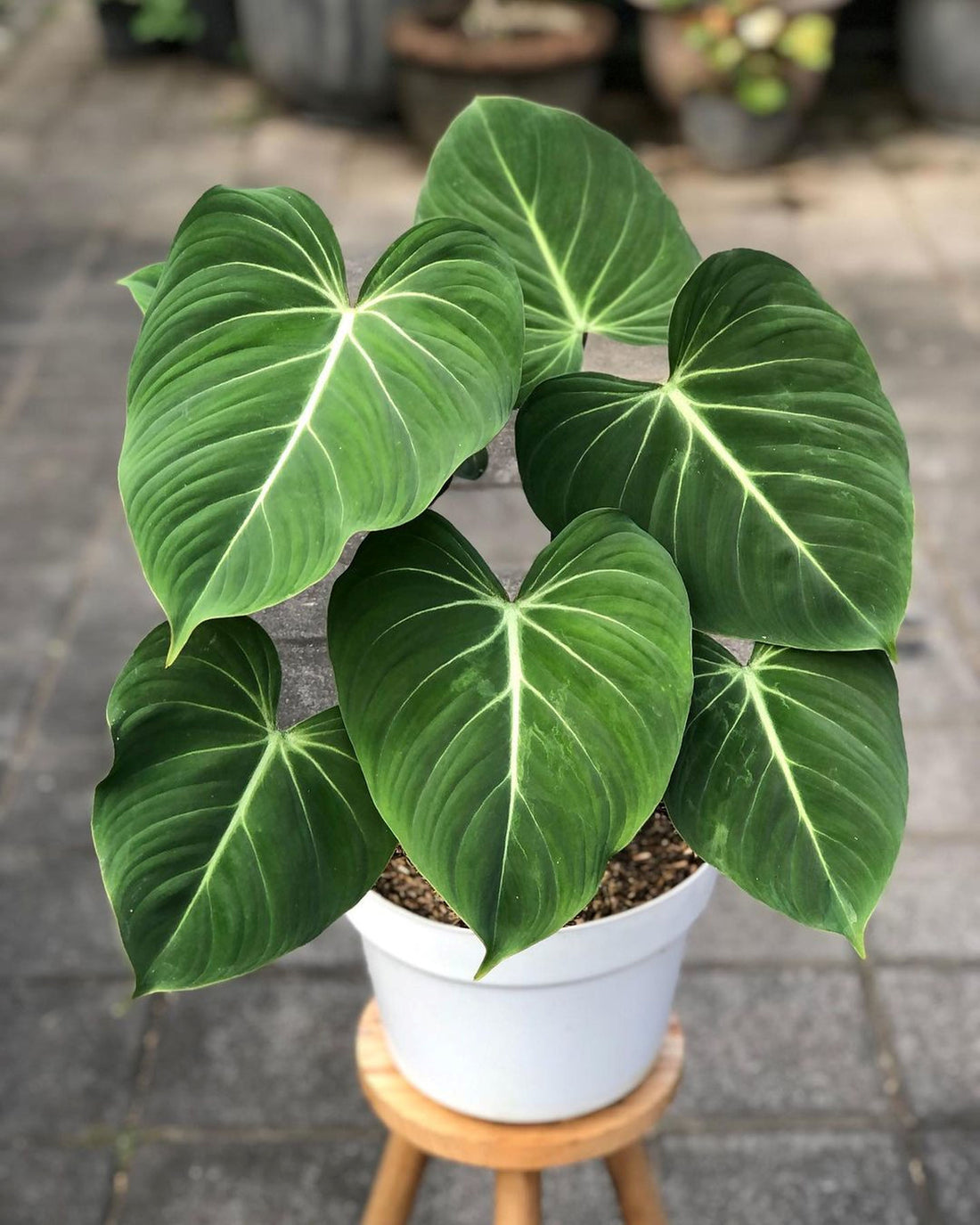 Philodendron Gloriosum, Exotic Heart Shape Leaves in a white pot