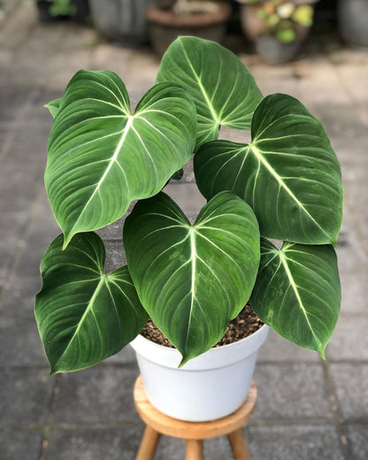 Philodendron Gloriosum, Exotic Heart Shape Leaves