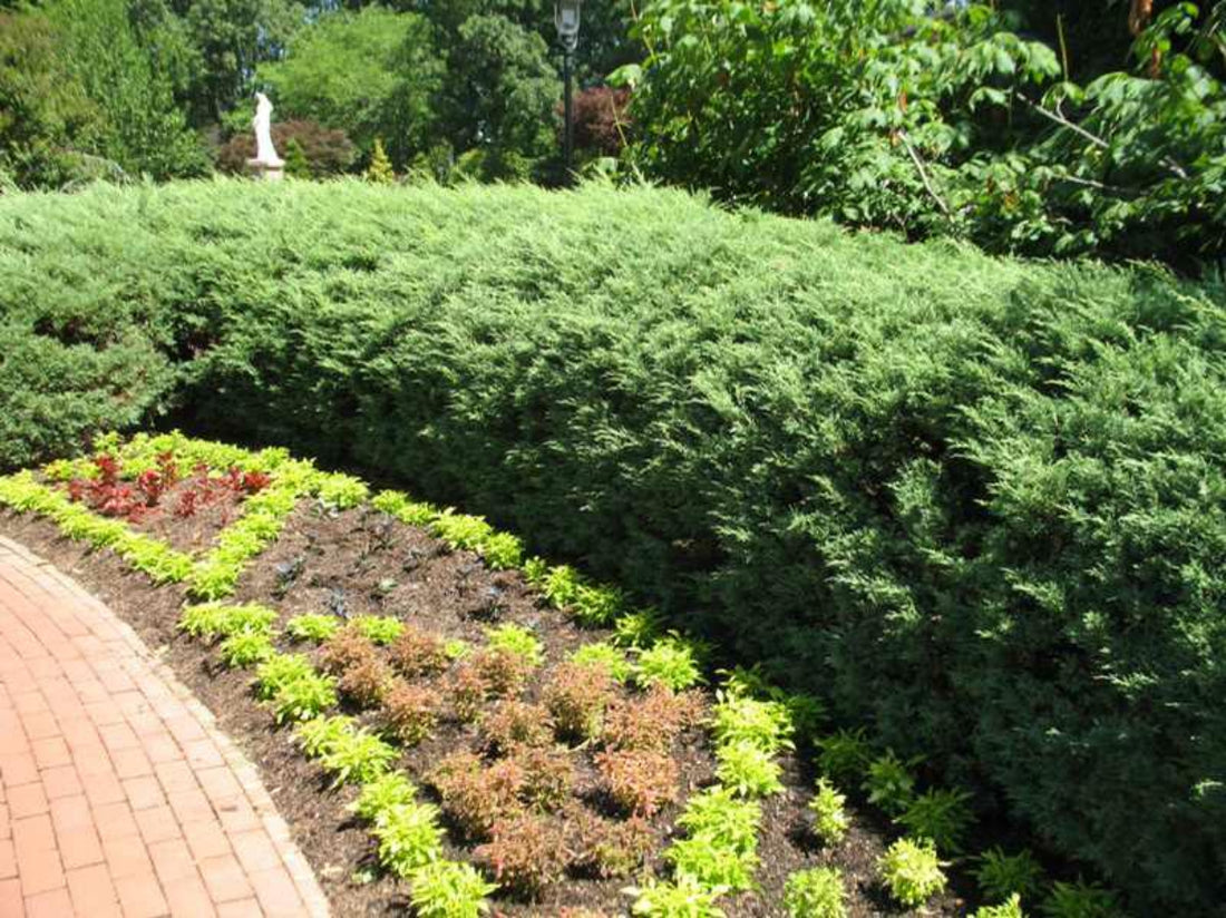 A large, low-growing evergreen shrub with dense, silvery-green foliage spreading across a grassy landscaped area next to a paved road