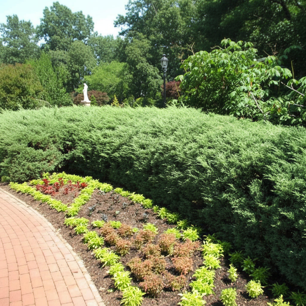 A large, low-growing evergreen shrub with dense, silvery-green foliage spreading across a grassy landscaped area next to a paved road