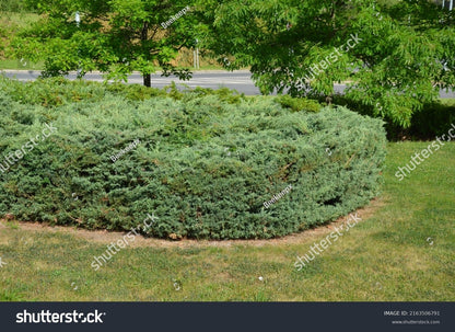 Hetzii Glauca, Chinese Juniper, Juniperus Chinensis