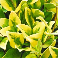 Howardi Ligustrum, Golden Wax Leaf Privet