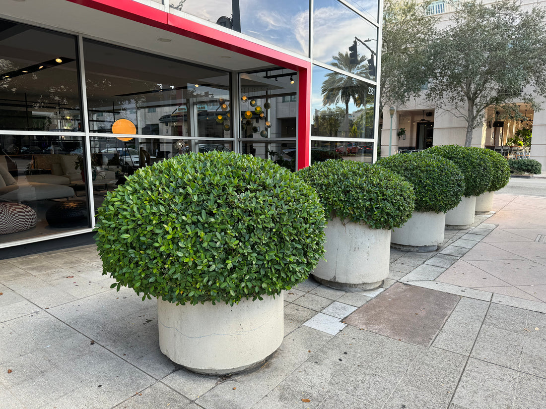 Ficus Green Island, Ficus Microcarpa