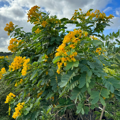 Cassia Senna Fistula Flower Tree close up of flowers and leaves