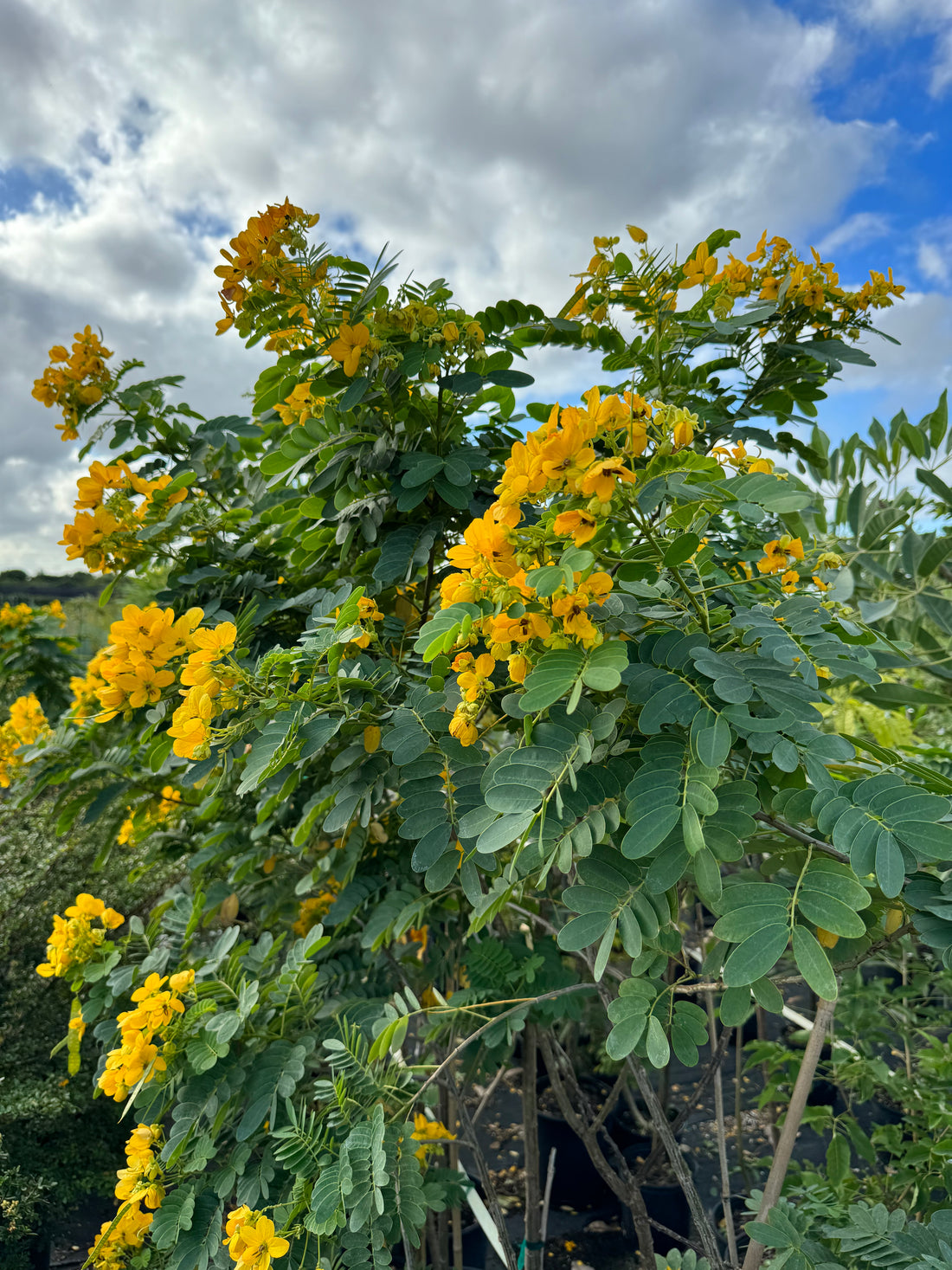 Cassia Senna Surattensis Polyphylla Tree