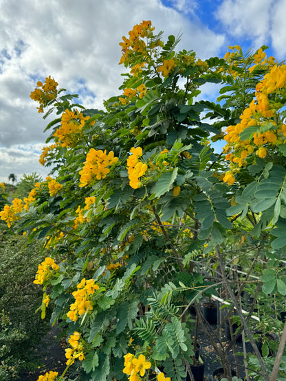 yellow flowering plants for pots Cassia Senna Surattensis Polyphylla Tree