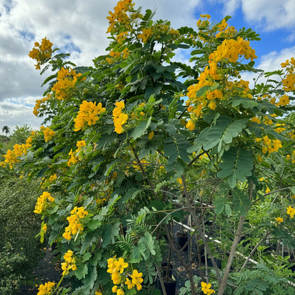 Cassia Senna Fistula Flower Tree close up of flowers and leaves