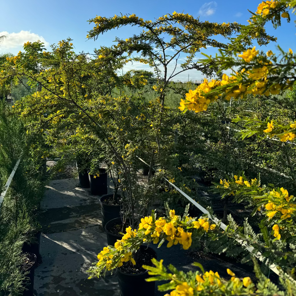 Desert Cassia Senna Polyphylla Tree