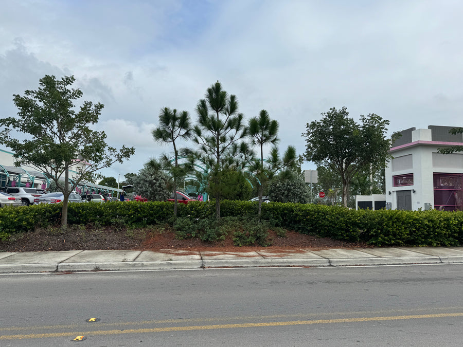 South Florida Slash Pine, Pinus Elliottii Densa