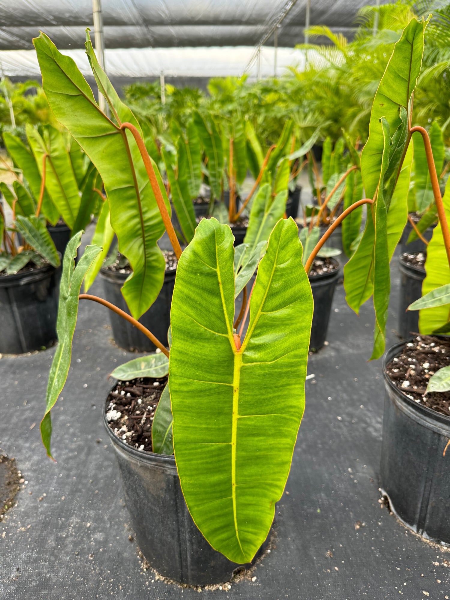 front view of Philodendron billietiae