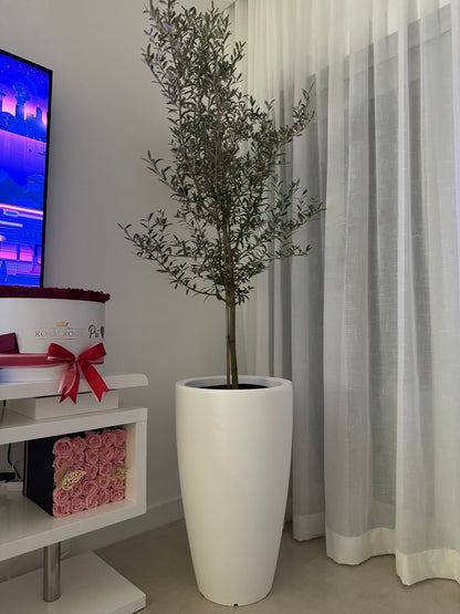 Olive Tree in Modern Deco Planter