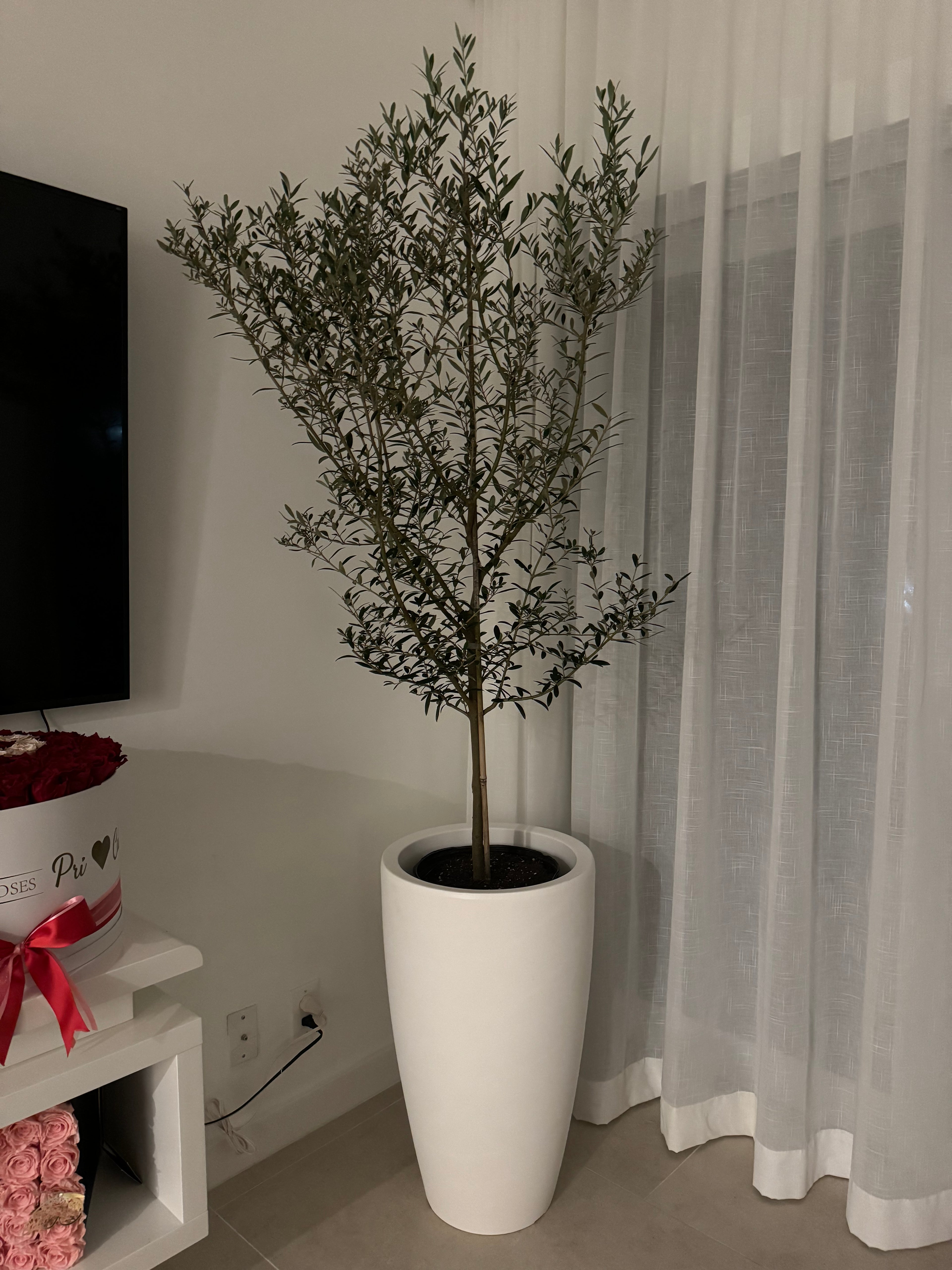 Olive Tree in Modern Deco Planter