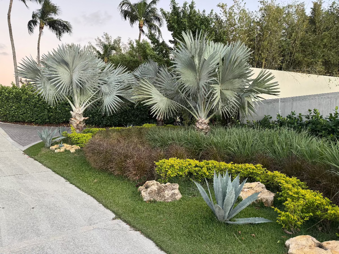 Bismarckia Nobilis Silver Bismarck Palm tree