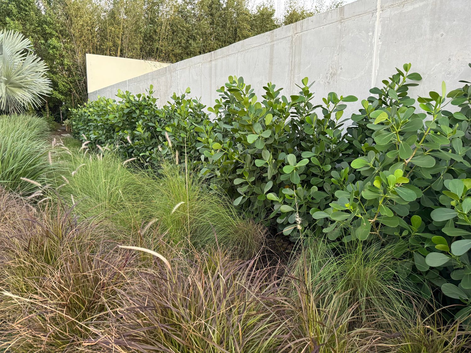 Clusia Guttifera Bush, Best Privacy Hedge Tree behind wall view