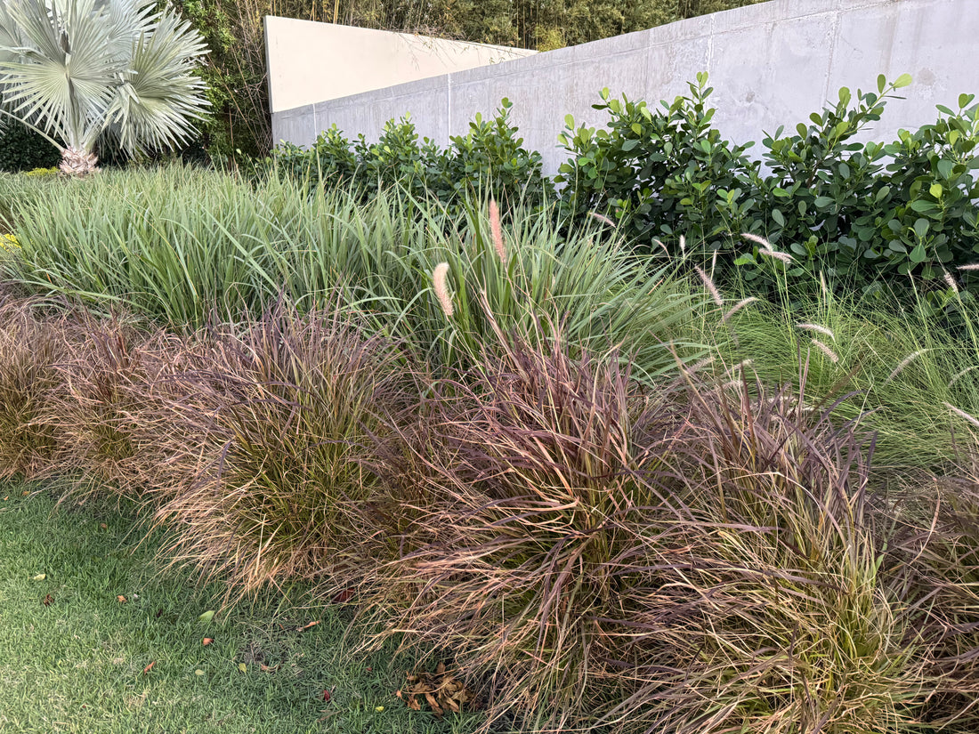 Dwarf Fakahatchee Ornamental Grass