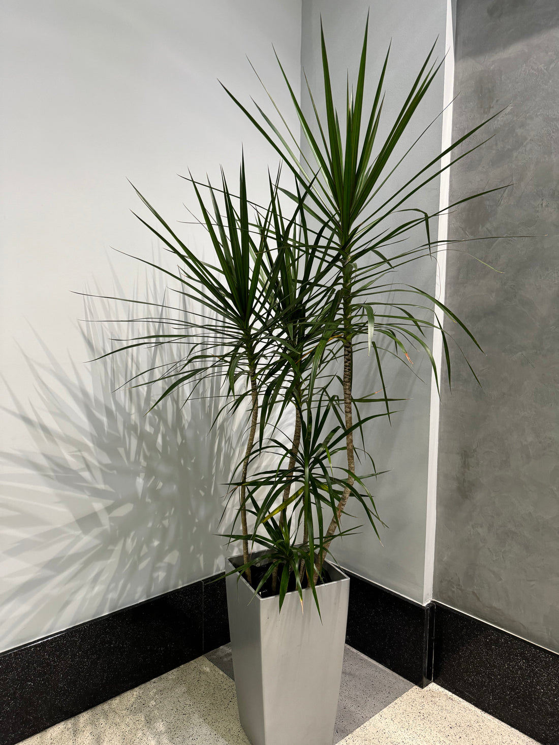 Dracaena Dragon Tree Green Bush