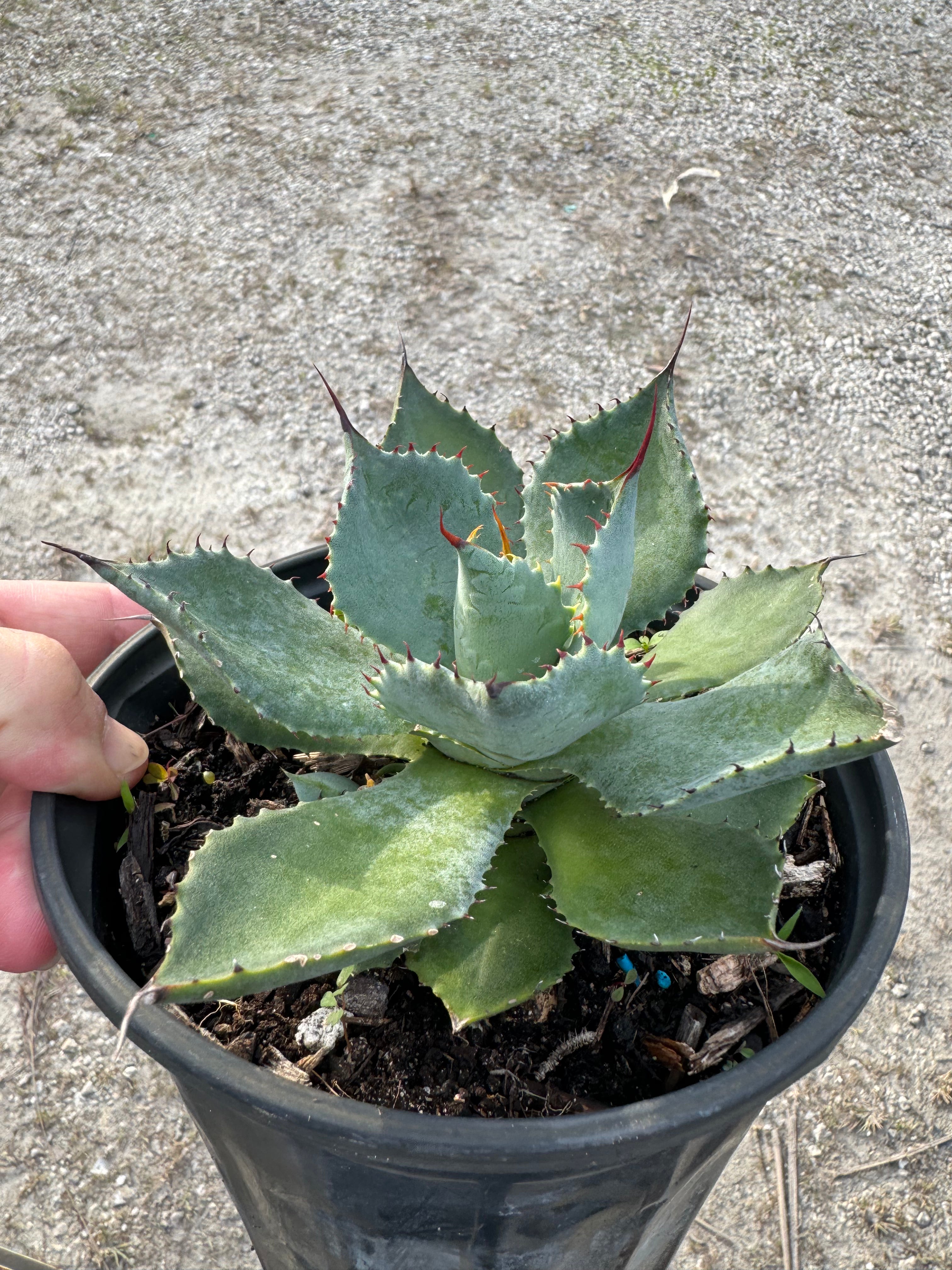 Agave Parryi J.C. Raulston