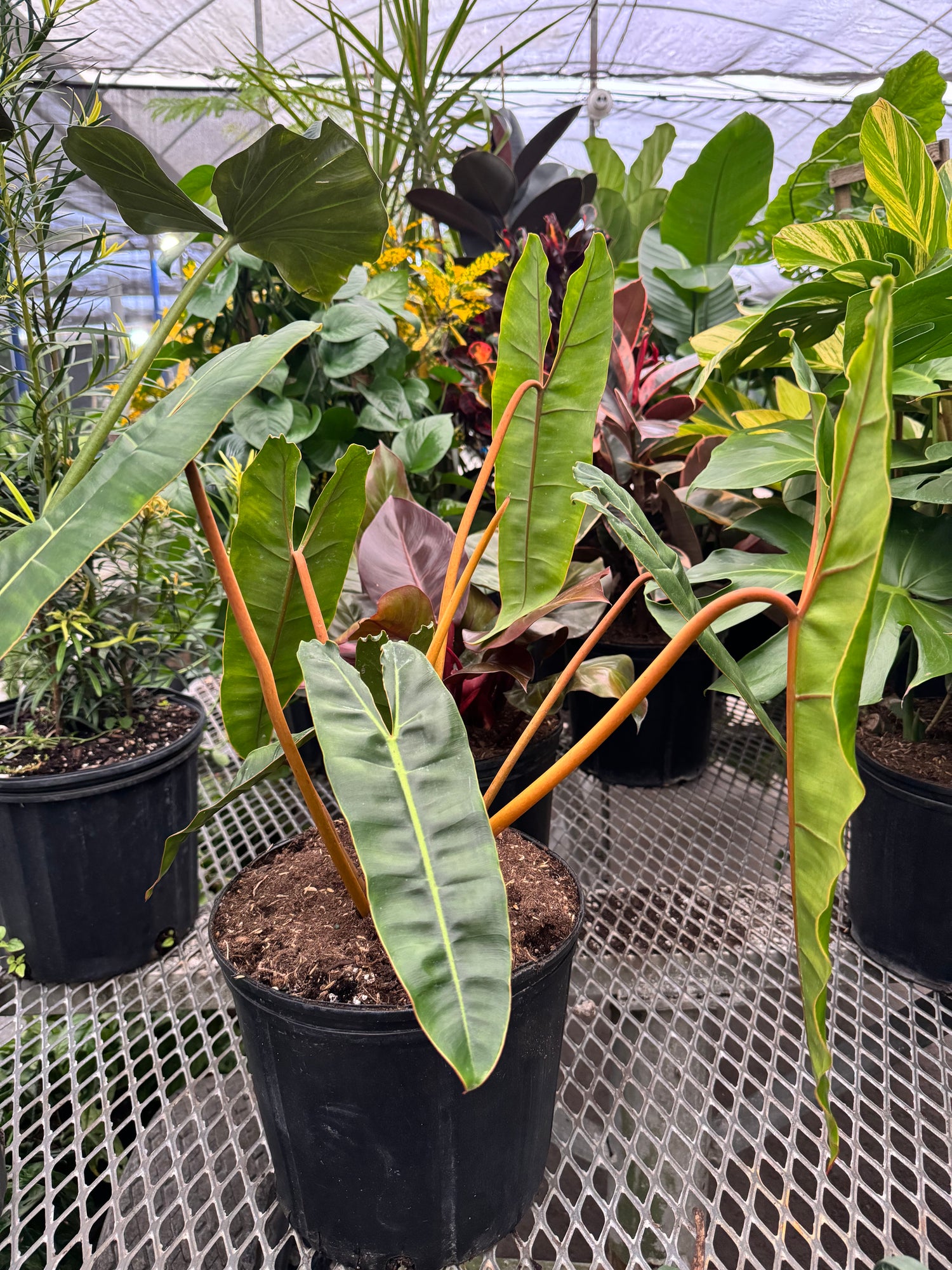 Philodendron billietiae in a black pot