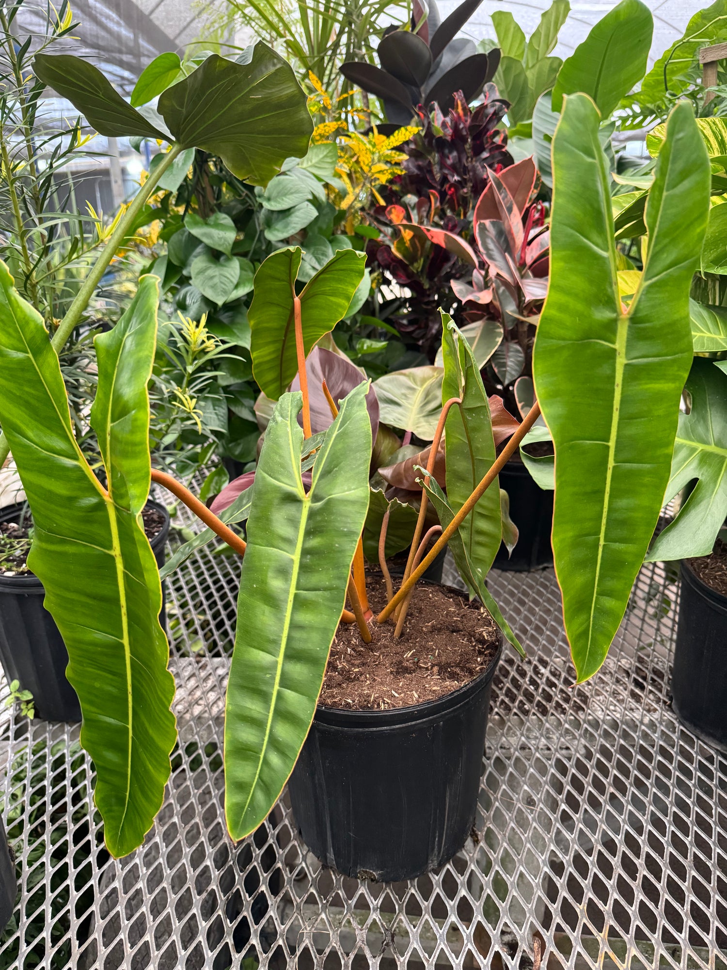 Philodendron billietiae in a black pot