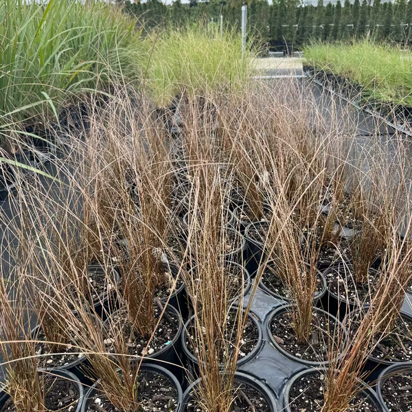 Red Rooster Buchananii Leathery Grass – Eureka Farms