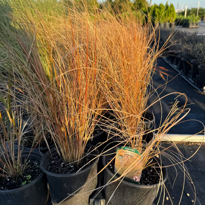 Windgrass Explore Our New Zealand Wind Grass | Eureka Farms