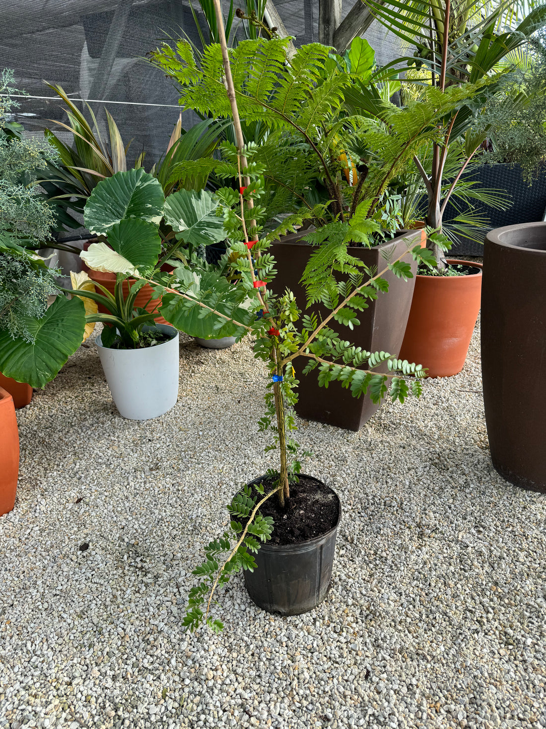Lignum Vitae Sanctum Native Flowering Tree of Life