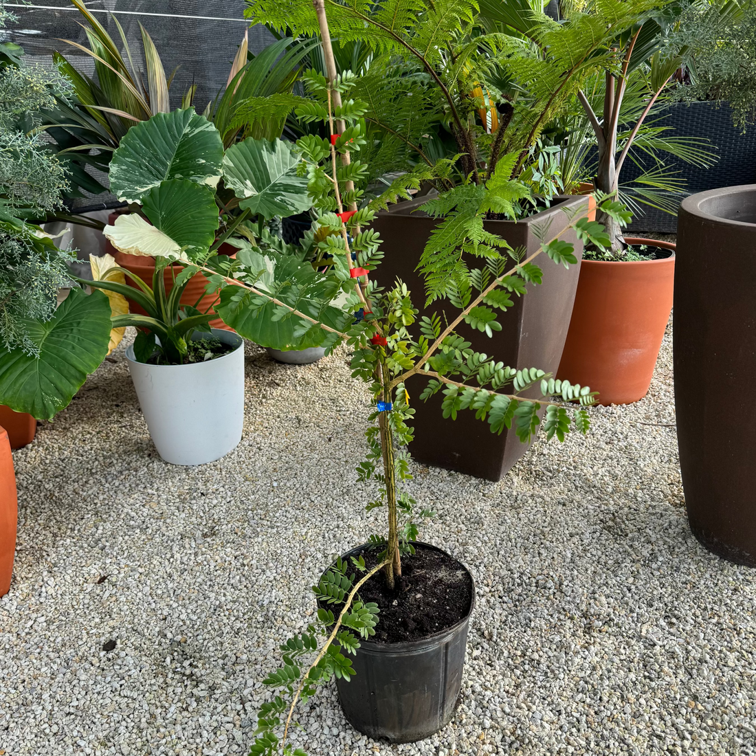Lignum Vitae Sanctum Native Flowering Tree of Life Nursery Pot 5gal