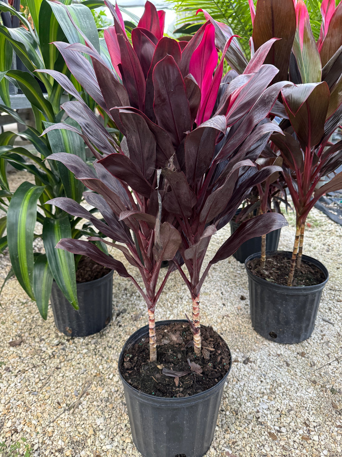 front view of Cordyline Purple Compacta, Terminalis Ti Plants