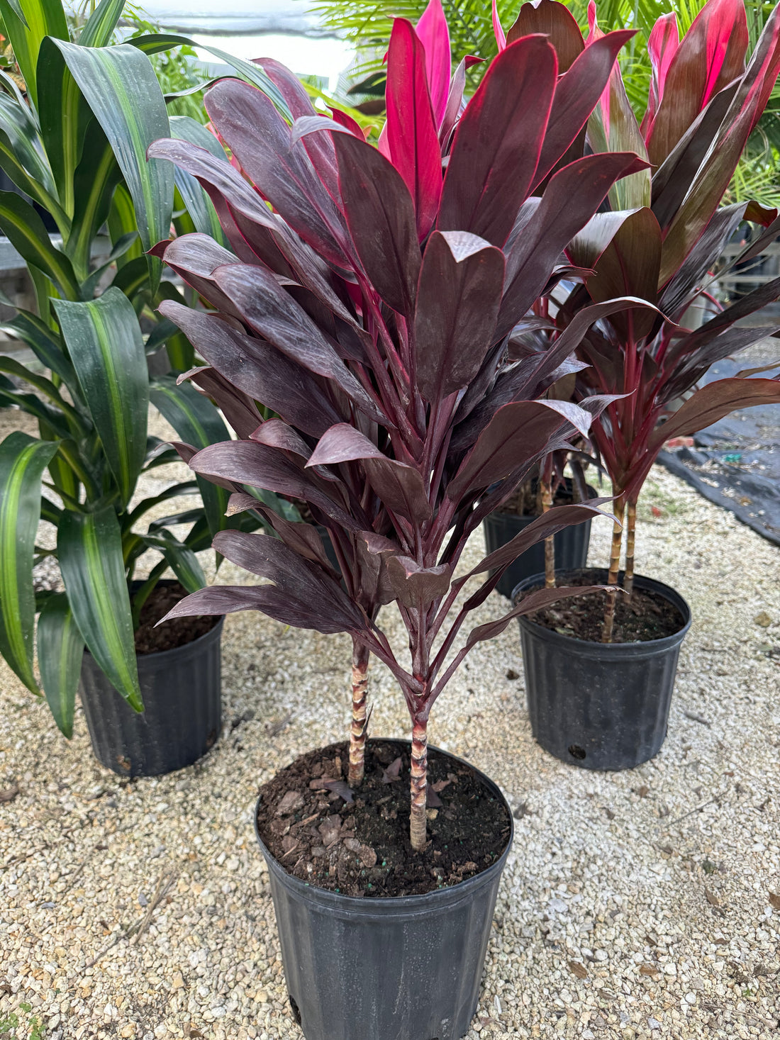 Cordyline Purple Compacta, Terminalis Ti Plants in a black pot