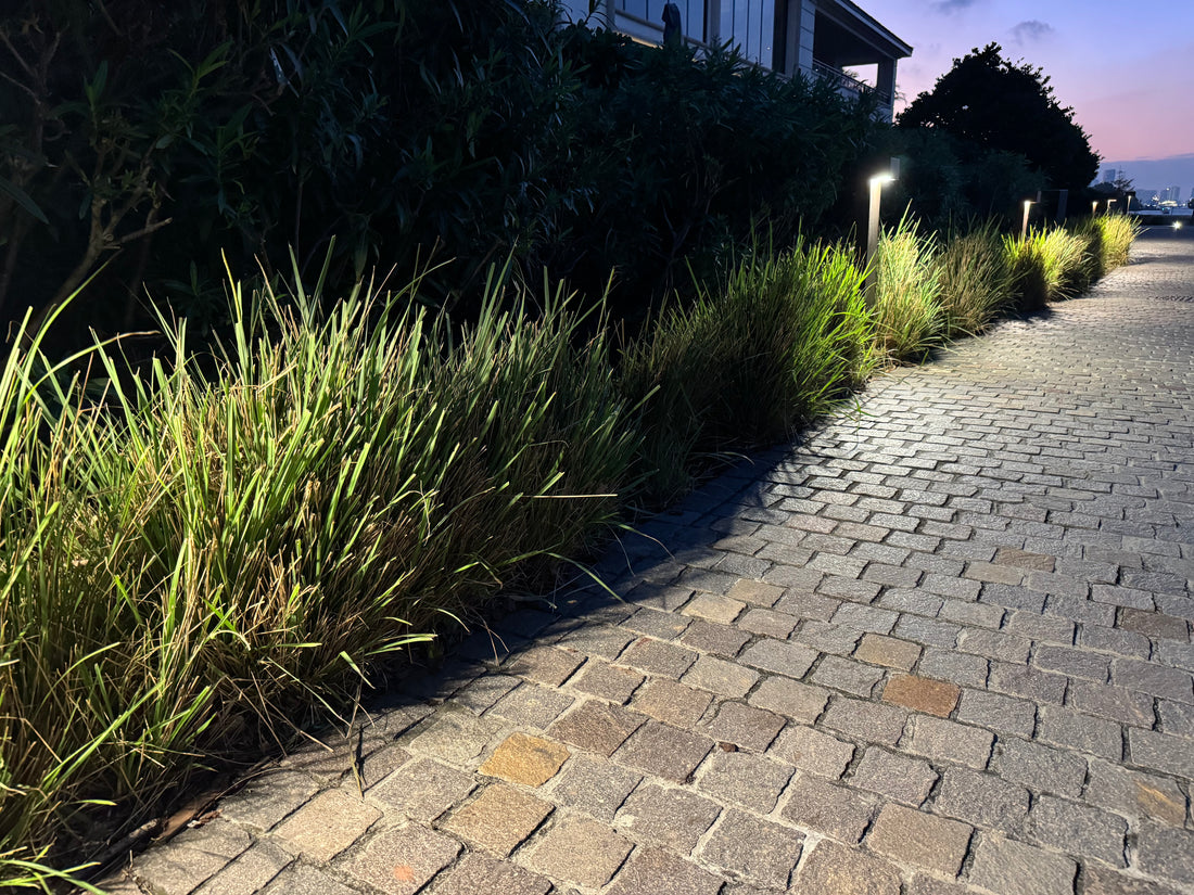 Dwarf Fakahatchee Ornamental Grass