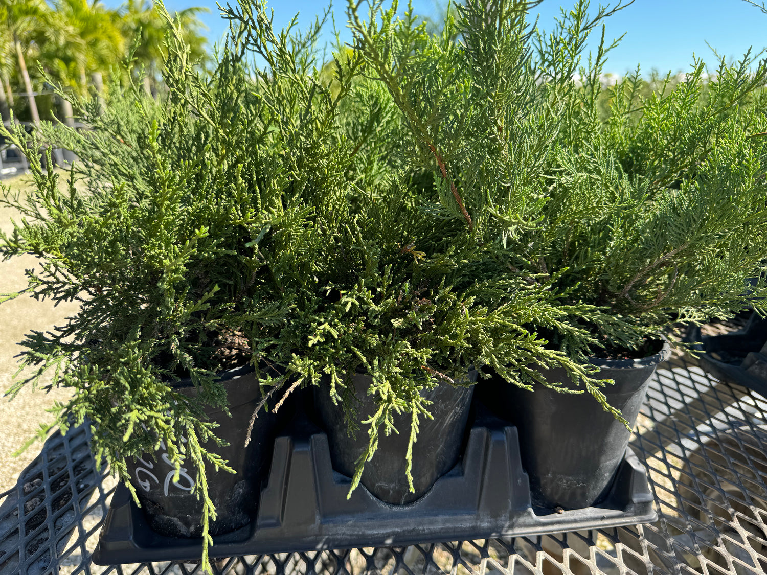 Blue Rug Juniper Tree Buy Blue Rug Juniper Shrub | Eureka Farms